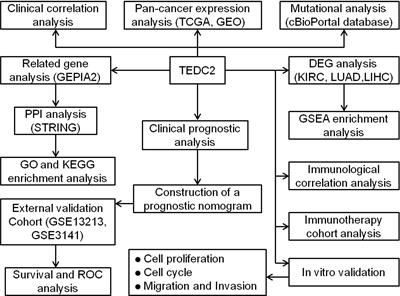 A pan-cancer analysis of the prognostic implication and oncogenic role of tubulin epsilon and delta complex 2 (TEDC2) in human tumors
